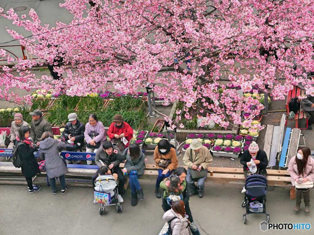 桜の樹の下で