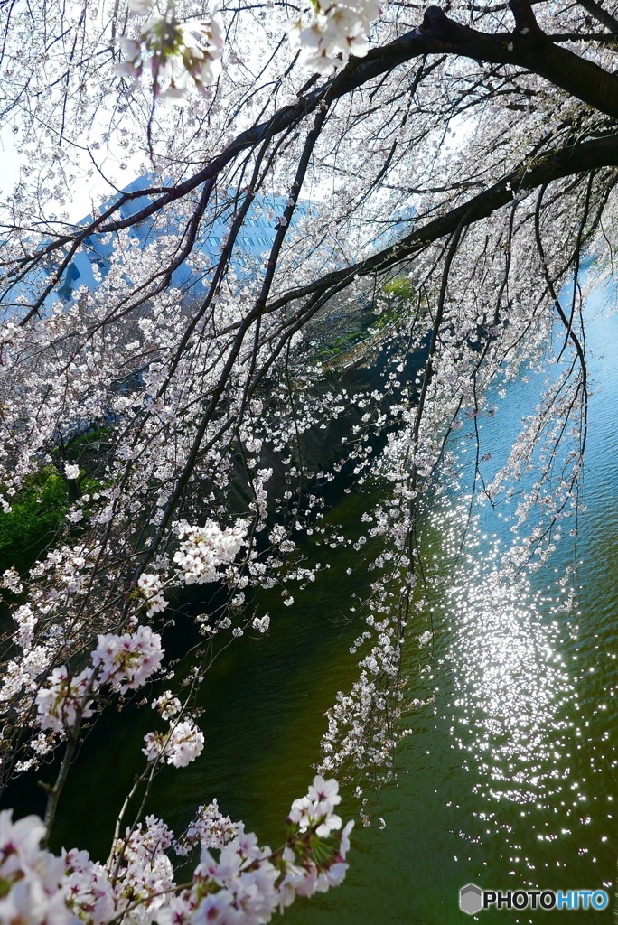 目黒川
