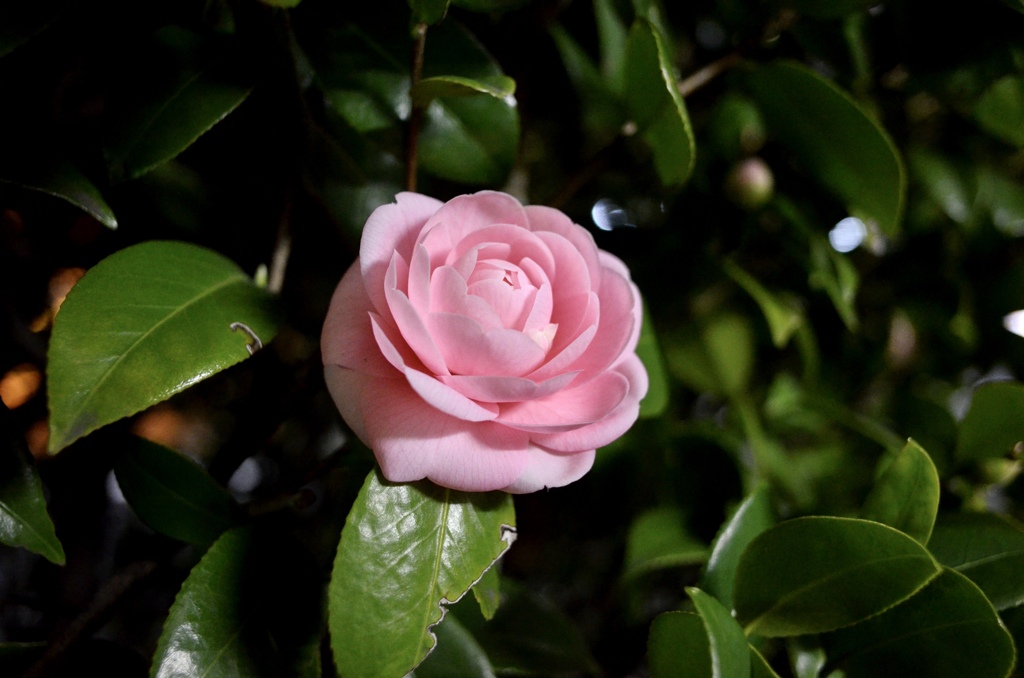 椿か山茶花か、それは問題では無い