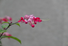 今日も雨