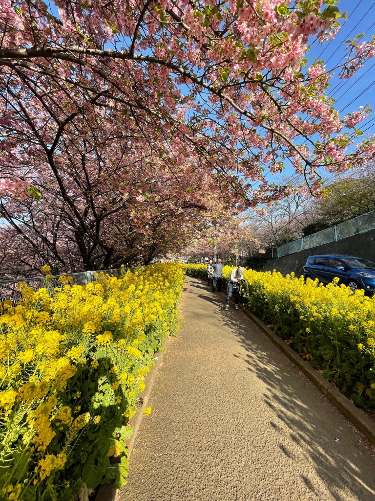 河津桜