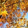 昨年の紅葉