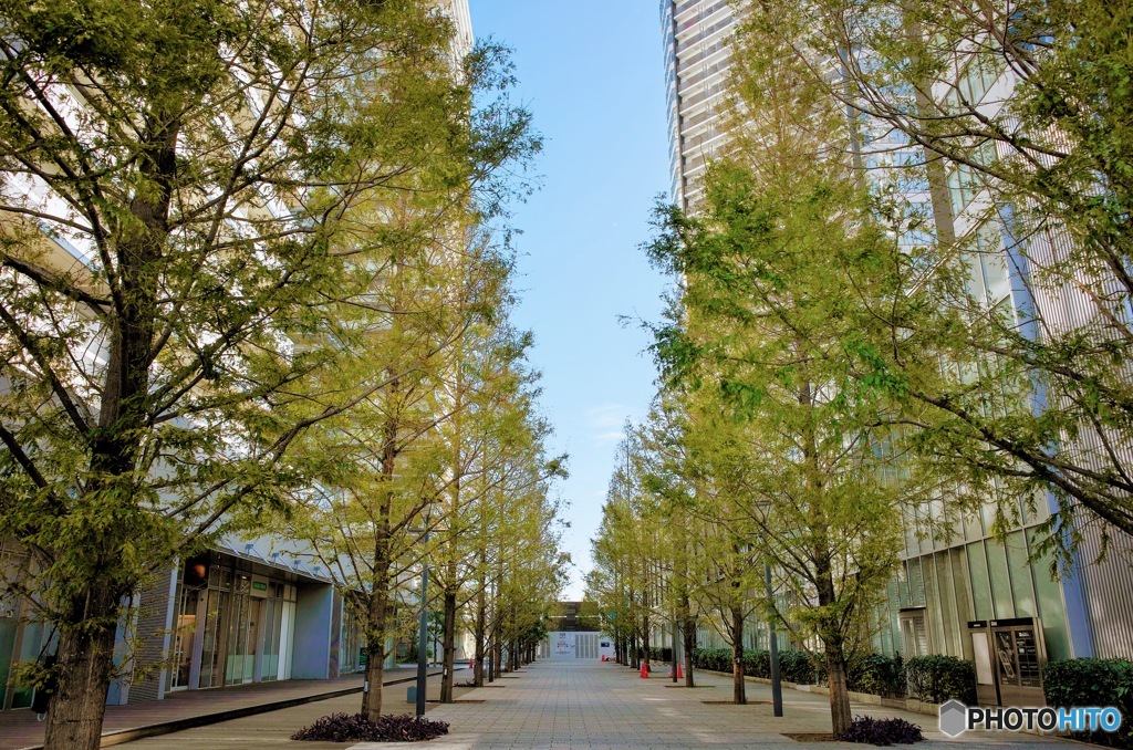 都会の並木路