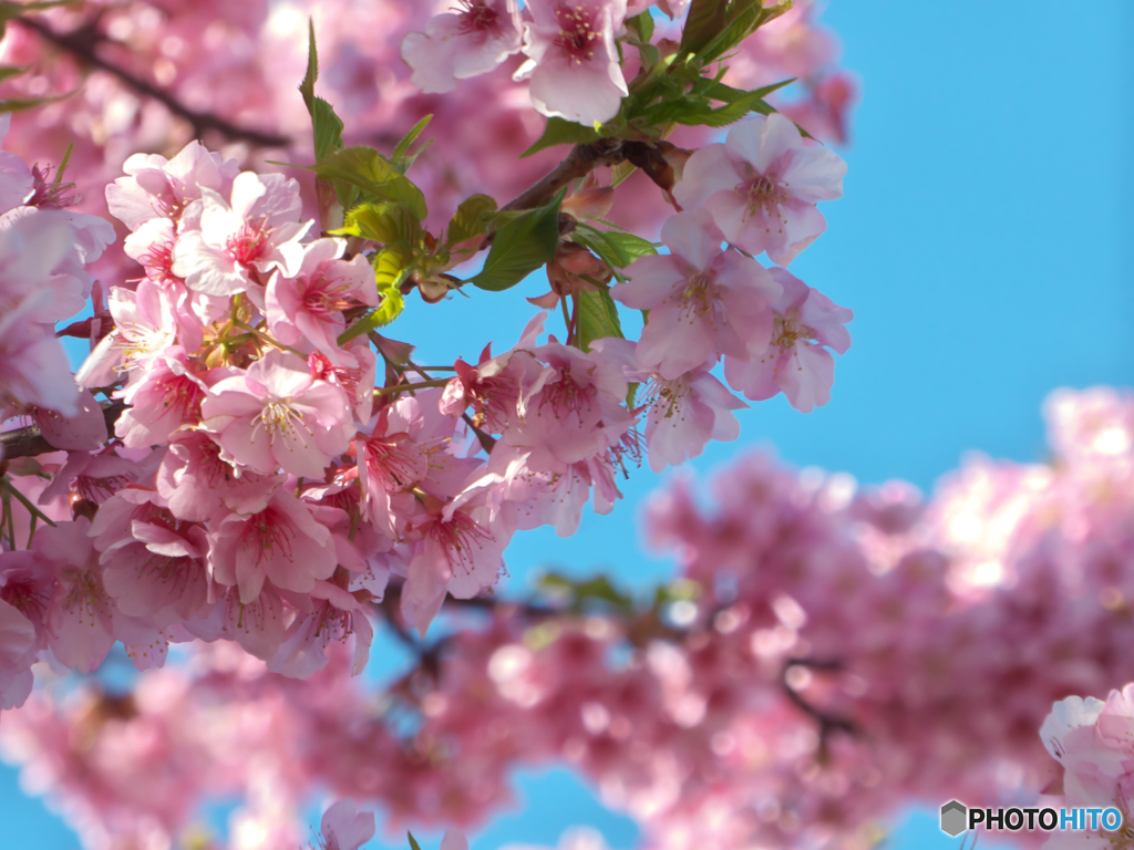 河津桜-三浦海岸3