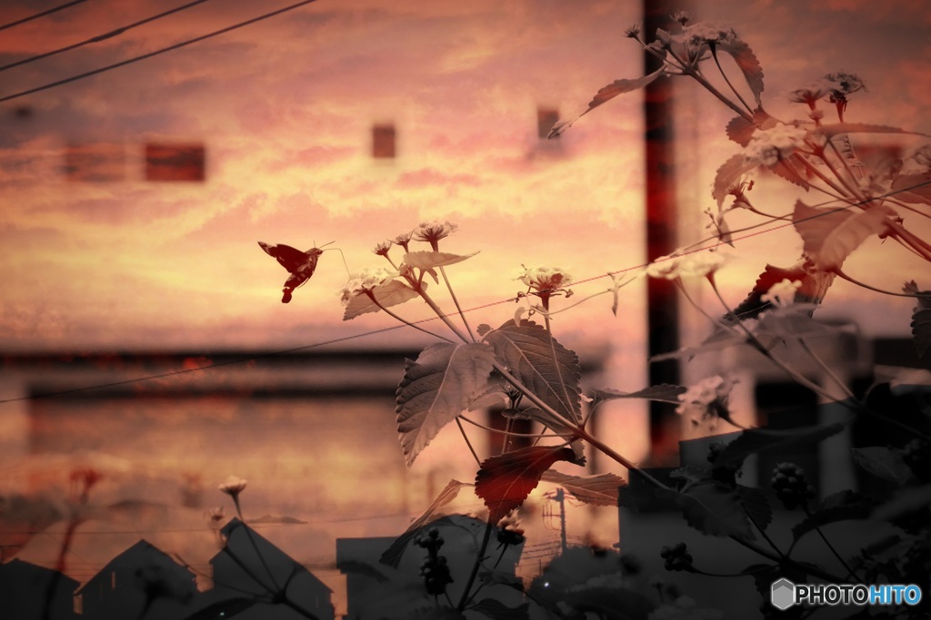 夕景ホウジャク