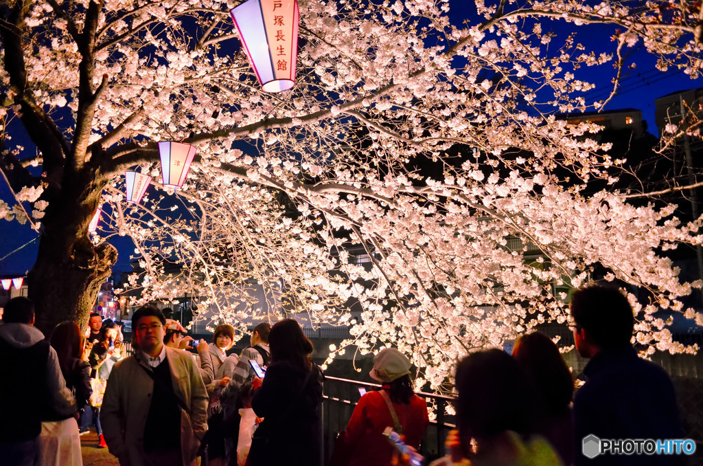 夜桜スナップ