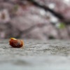 希望の種