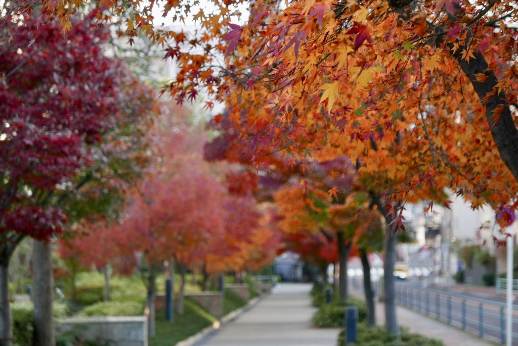 紅葉坂