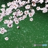 桜2016と鴨