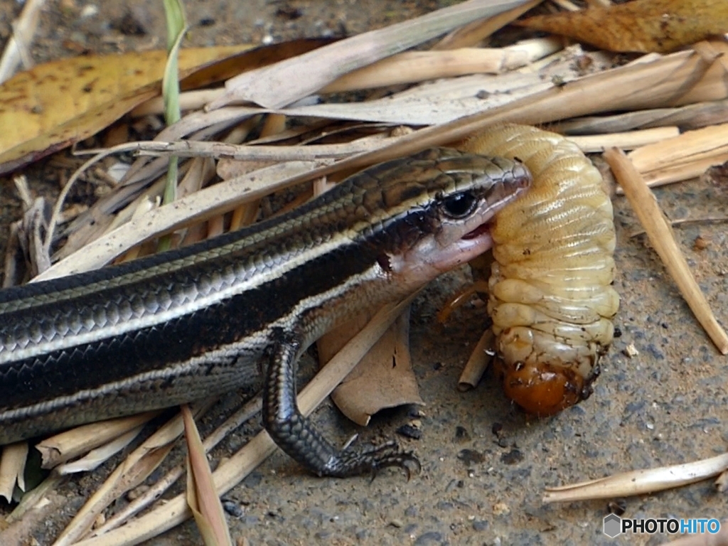 【閲覧注意】トカゲの捕食