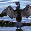 ビデオカメラの写真機能でウー！！