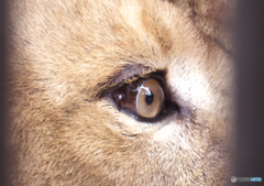 Lion's eye