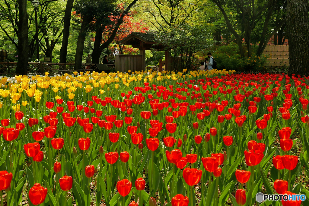 TULIP