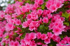 伊勢佐木町の花