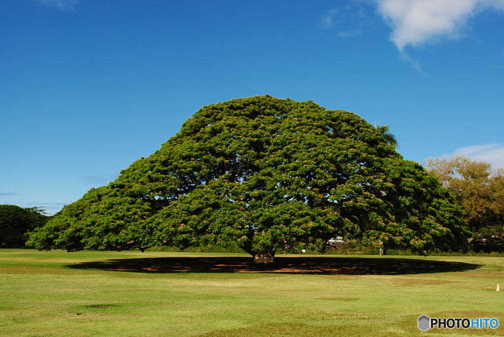 4年前のハワイ写真　3.日立の樹