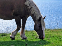 摩天崖の馬