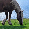 摩天崖の馬