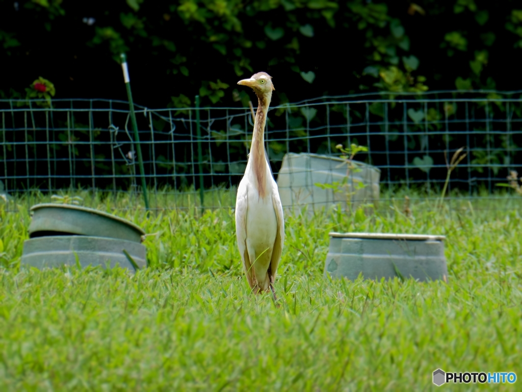 アマサギ（黄毛鷺）