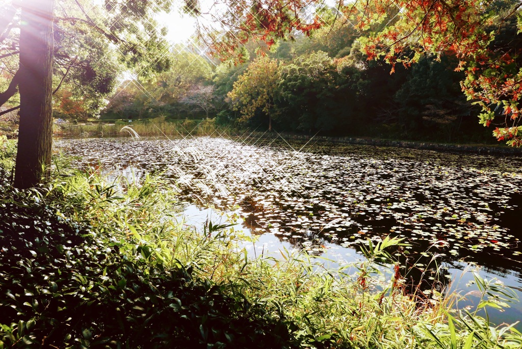 朝の三池公園