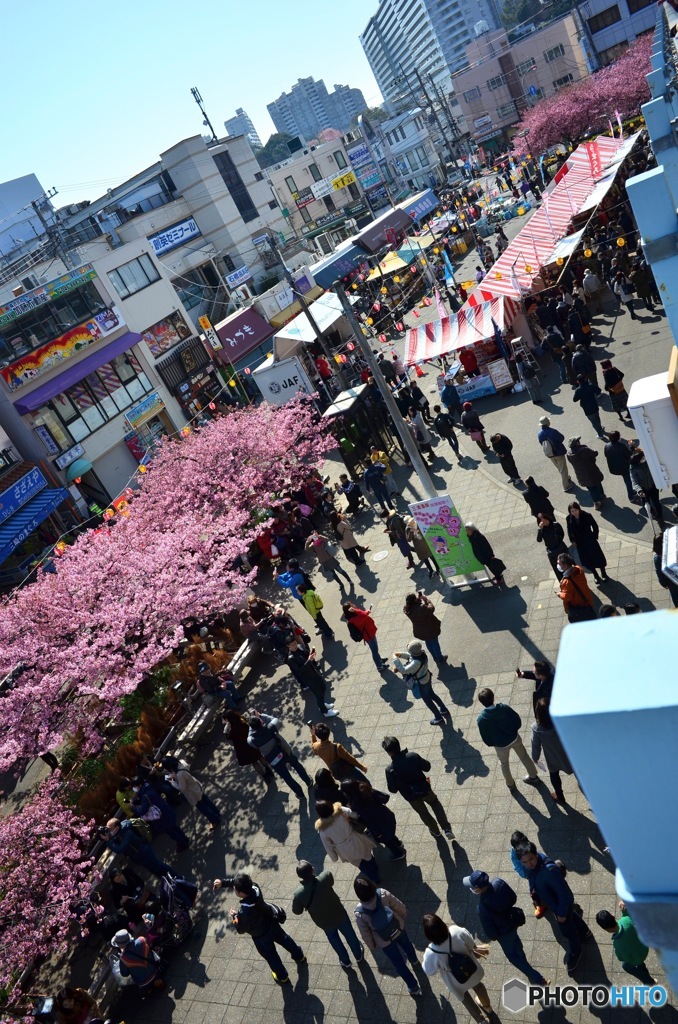 三浦海岸 桜まつり