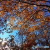 昨年の紅葉