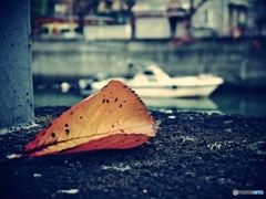 枯葉と船