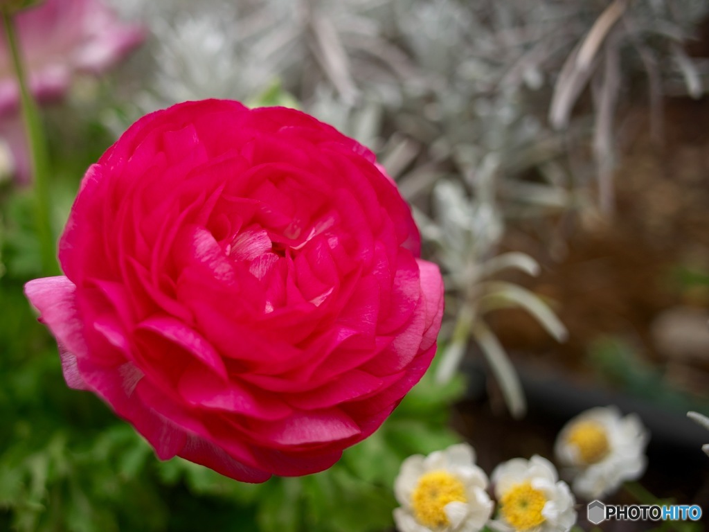 ホンジュラスみたいな名前の花