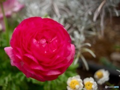 ホンジュラスみたいな名前の花