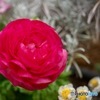 ホンジュラスみたいな名前の花
