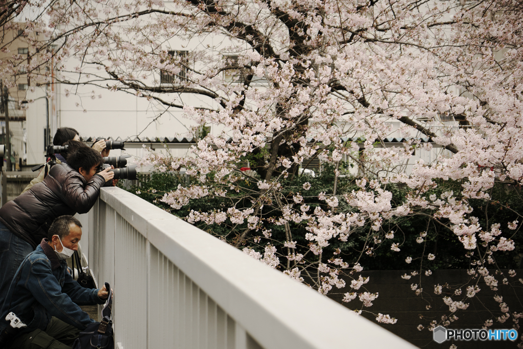 桜を撮る人を撮る-1