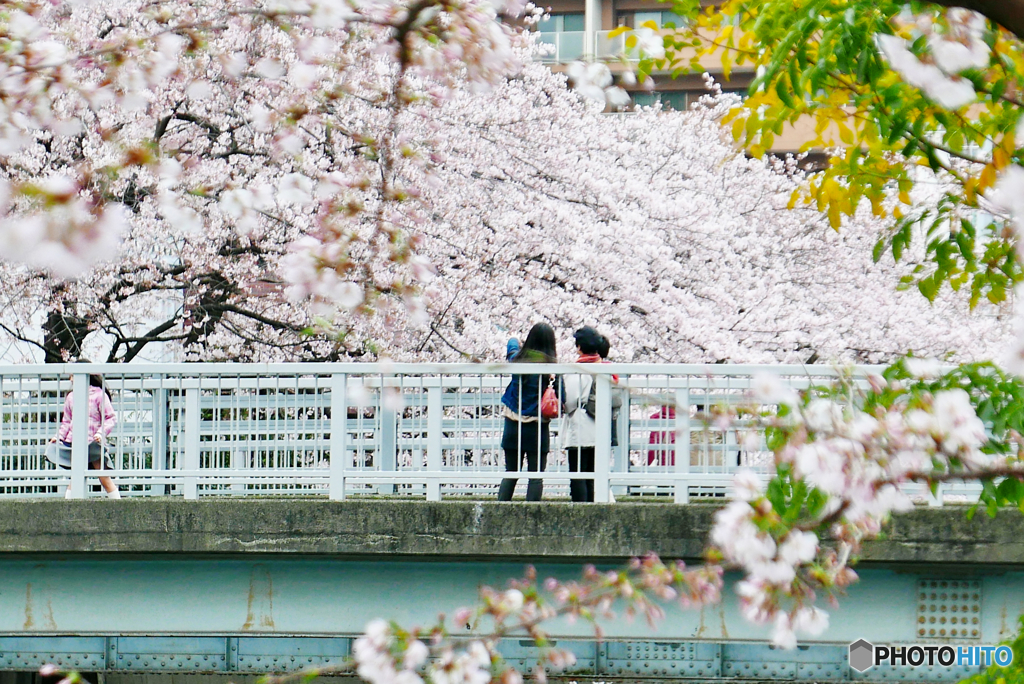 桜を撮る人を撮る-2