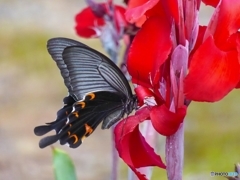 リベンジの蝶1