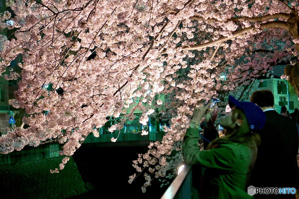 横浜弘明寺の夜桜祭より 2