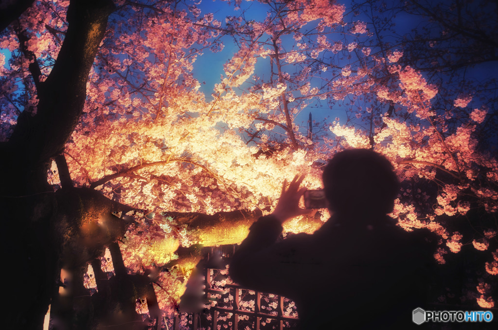 夜桜の記憶
