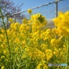 春の花