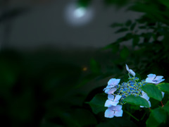 月下の紫陽花