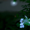 月下の紫陽花