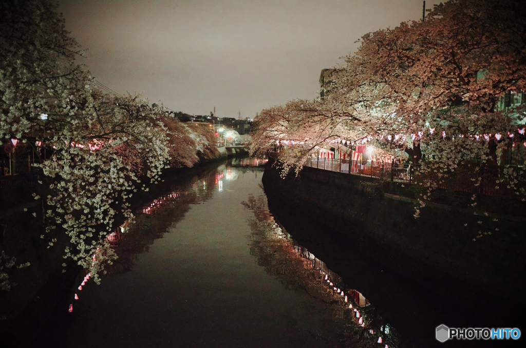 横浜 大岡川の夜桜