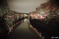 横浜 大岡川の夜桜