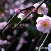 三渓園の梅 1