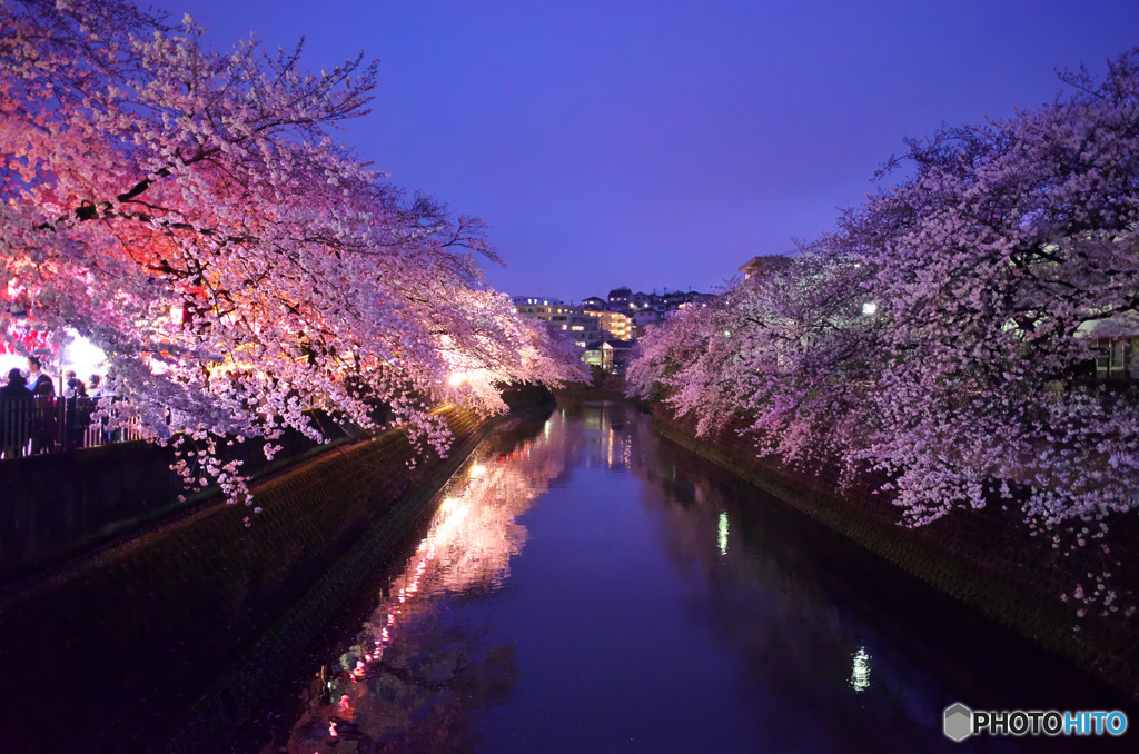 大岡川の夜桜