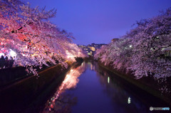 大岡川の夜桜