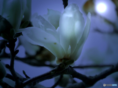 moonlight  光と花の練習-2
