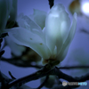 moonlight  光と花の練習-2