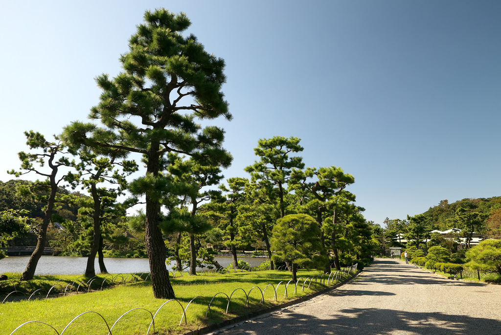 松の通り