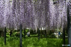 平等院の藤