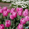 花壇を撮る　1.チューリップ