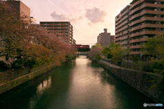 京急と夕陽