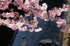 平戸の河津桜