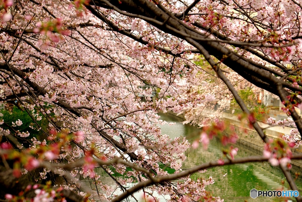 桜 2016.04.01